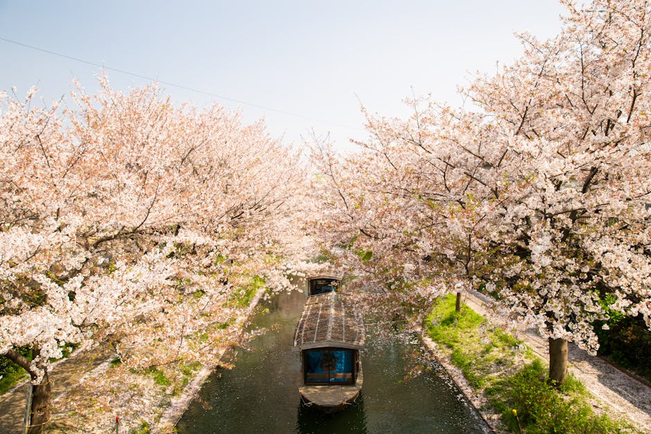 Japanese Tradition: Witnessing the Cherry Blossoms in Tokyo