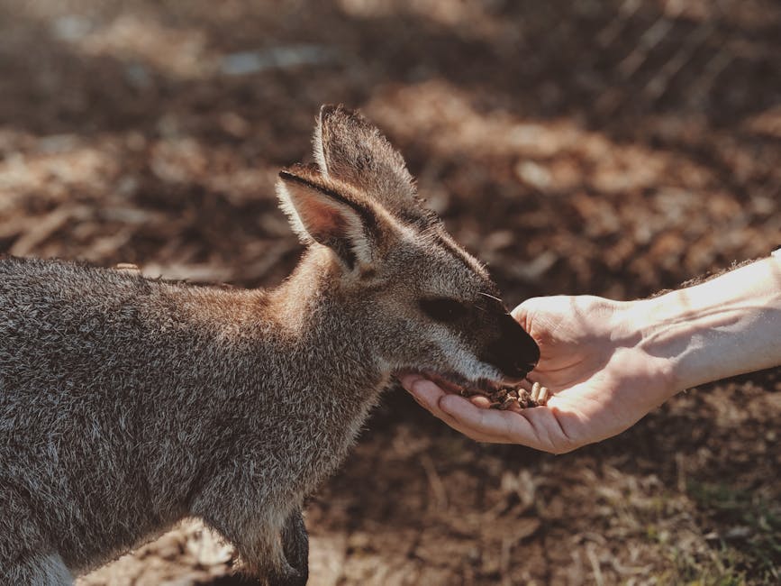 Australian Wildlife: Visiting Kangaroo Island