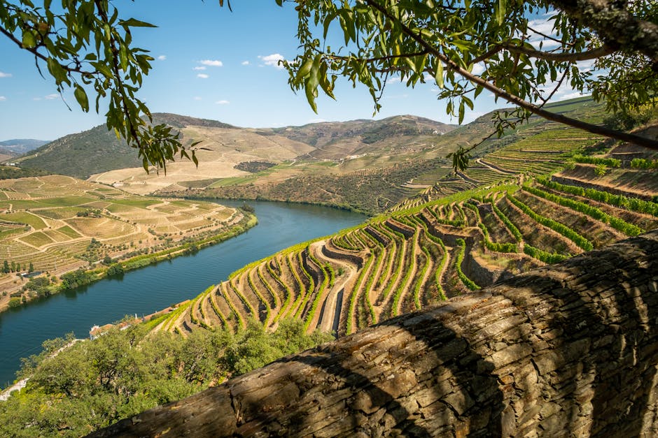 Portuguese Perfection: Exploring the Douro Valley Vineyards