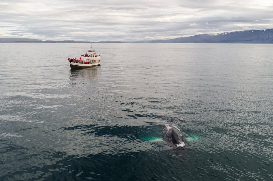 Whale Watching: Best Places to Spot Marine Giants