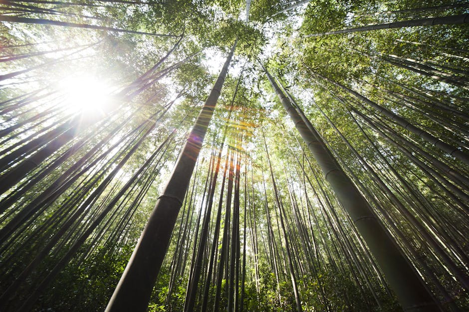 The Bamboo Forest of Arashiyama: A Stroll Through Kyoto’s Green Haven