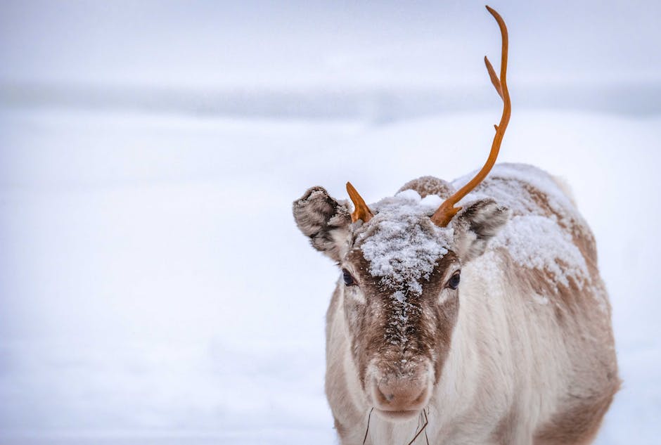 Reindeer Herding with the Sami: Cultural Insights from Norway’s Arctic