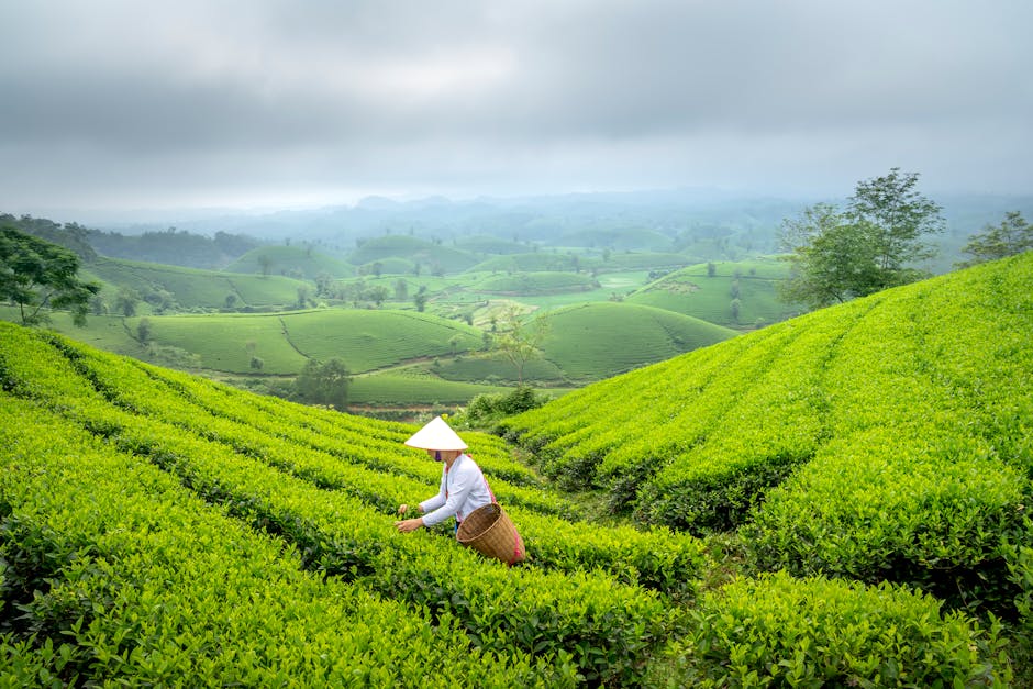 The Tea Plantations of Sri Lanka: A Journey Through Ceylon’s Hills