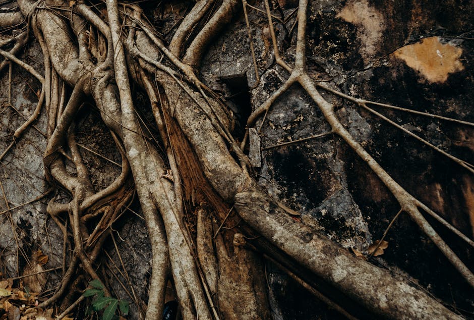 The Living Roots Bridges: A Natural Marvel of Meghalaya, India