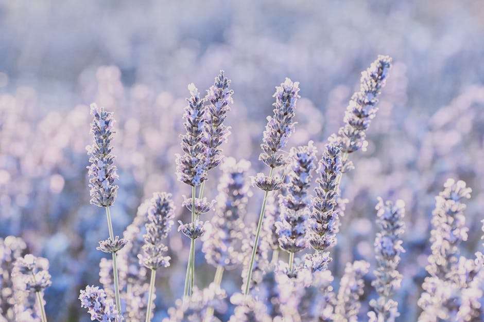 The Lavender Fields of Provence: France’s Purple Paradise