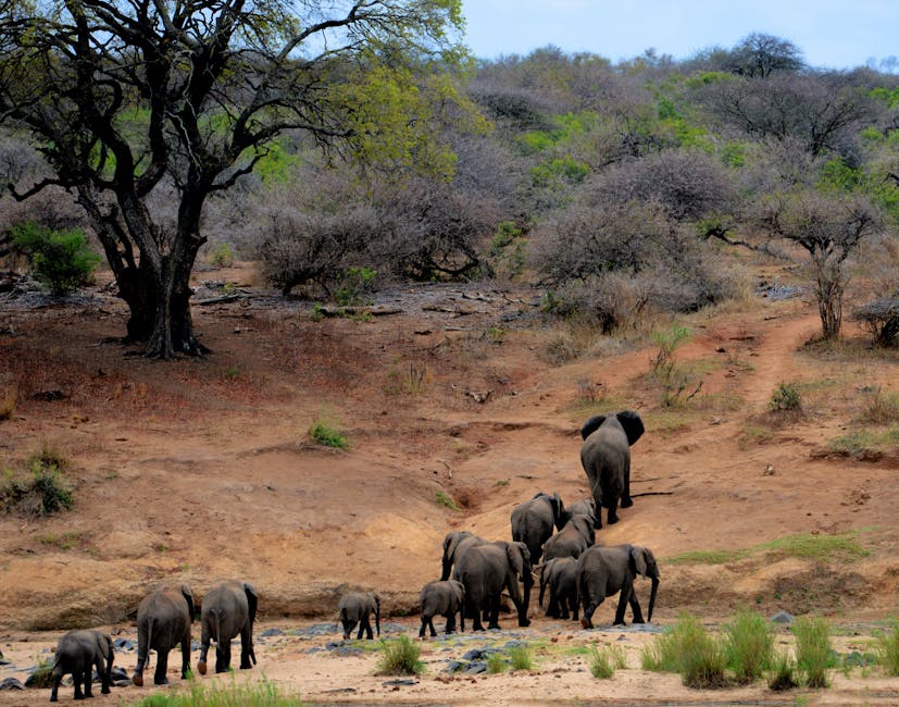 The Wildlife Safari of Chobe National Park: Botswana’s Natural Wonderland