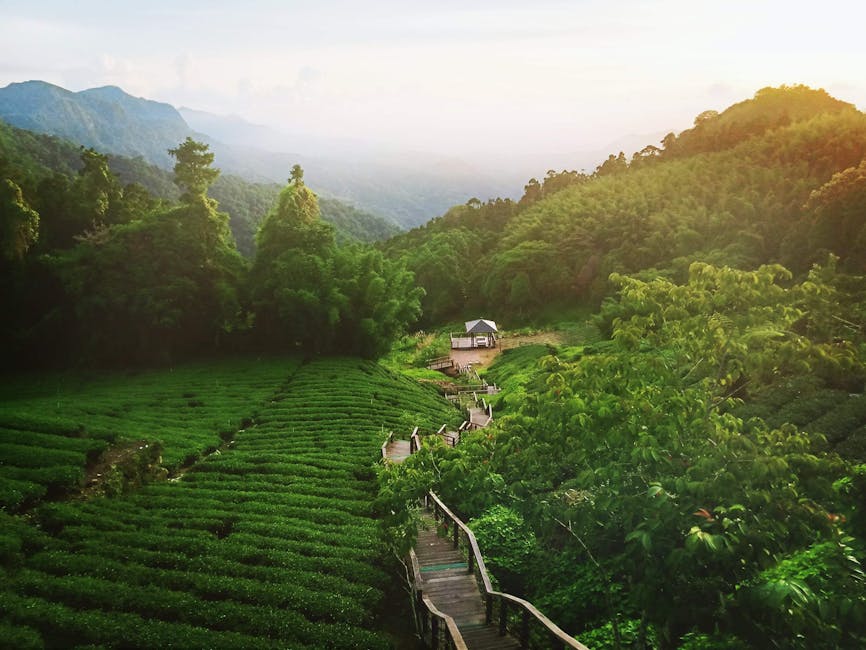 The Tea Plantations of Munnar: India’s Verdant Hills