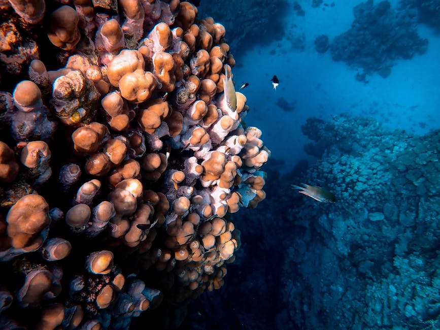 Scuba Diving Expeditions: Exploring Marine Life